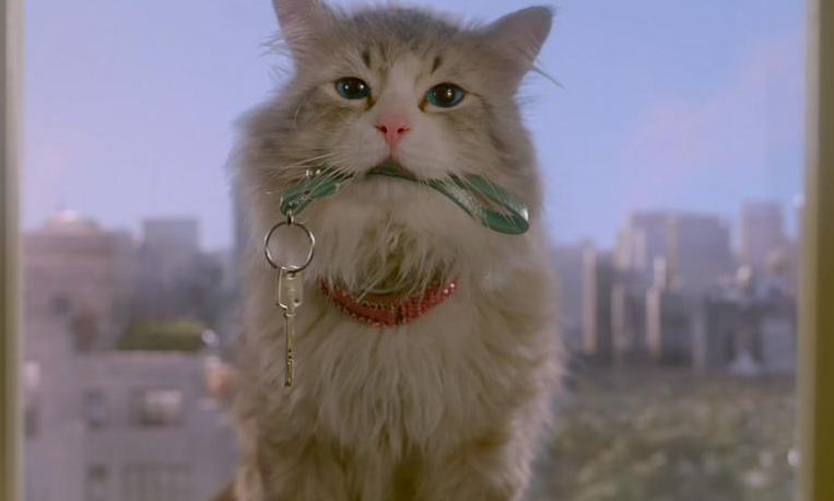 猫真的有九条命吗？是你想不到的