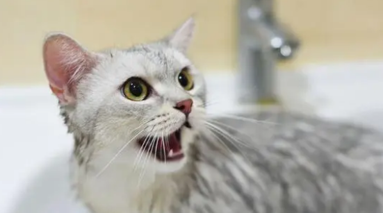 新手如何给猫洗澡？这里有最详尽的方法给到你