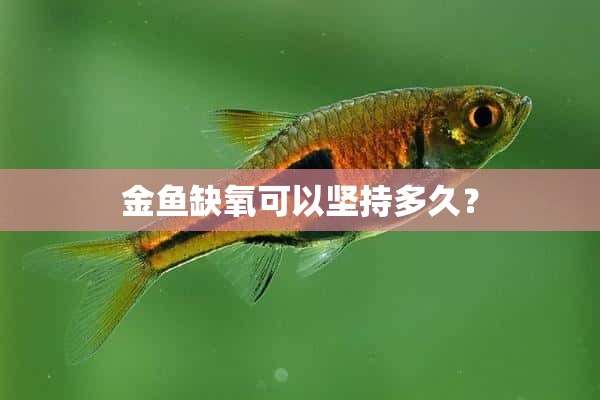 金鱼缺氧可以坚持多久？
