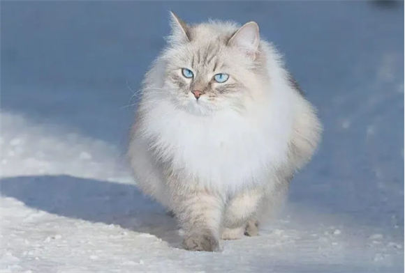 俄罗斯猫的品种有哪些？看看你知道哪些~