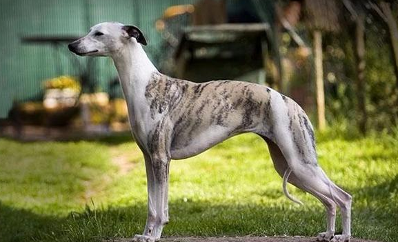 惠比特犬咬东西怎么训练？方法很简单！