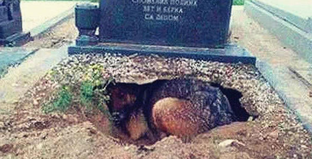 狗狗默默地守护在主人墓碑下，直到男子扫墓发现