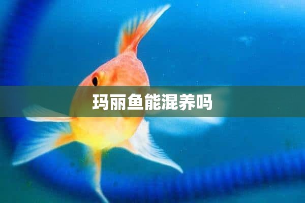 玛丽鱼能混养吗