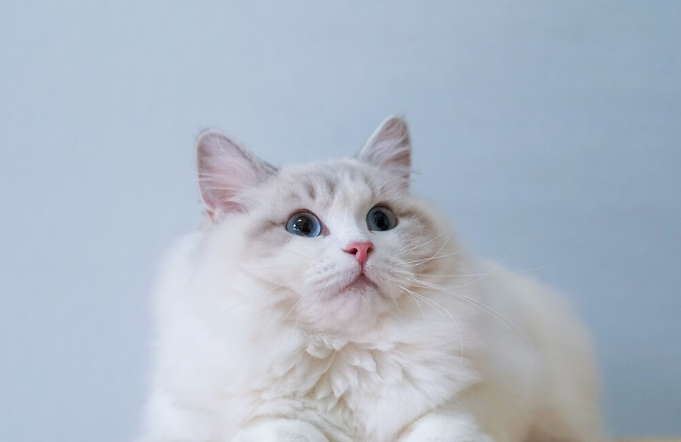 猫咪益生菌不能乱喂，建议收藏，多看几遍