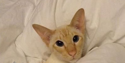 重点色短毛猫用猫抓板怎么训练？掌握这些要领就很轻松！