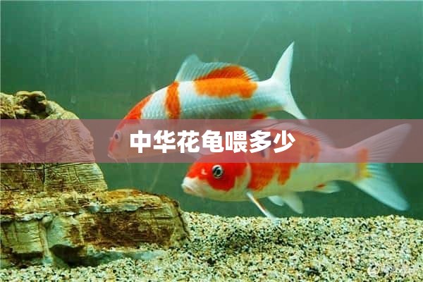 中华花龟喂多少