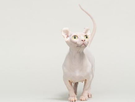 全身没有毛的猫是什么品种？此文见真章~