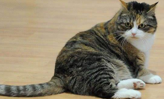 猫尾巴颤抖像触电怎么回事？铲屎官要注意！