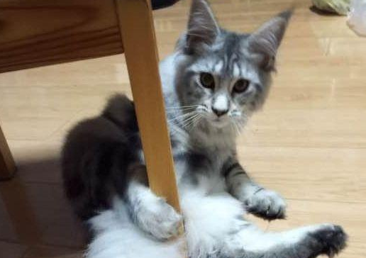 猫咪处于发情期，去给喵喂食时语塞：赶紧绝育了吧