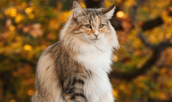 猫真的有九条命吗？是你想不到的