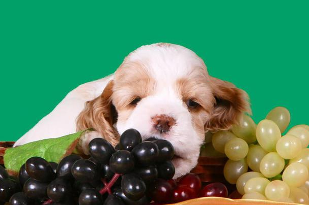 狗狗吃了葡萄籽有事吗？一般不会有事