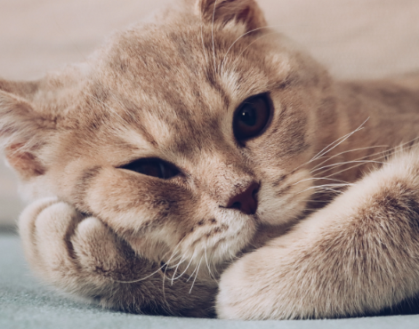 小奶猫身上有跳蚤怎么办？快来了解一下吧。