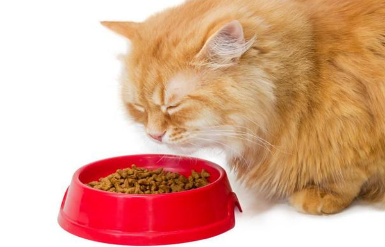 福摩猫粮特别适合肠胃敏感玻璃胃猫咪，养猫必看!