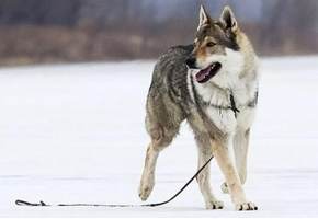 捷克狼犬在中国哪些地方禁养？看看有没有你那