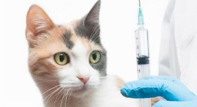 抖音博主出售未检疫猫咪，突发死亡，责任谁担？