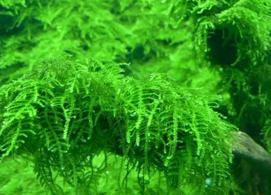 水草晚上会吸收氧气吗？你知道吗？