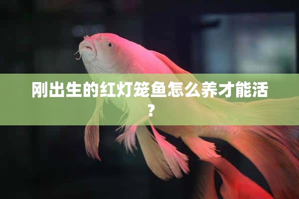 刚出生的红灯笼鱼怎么养才能活？