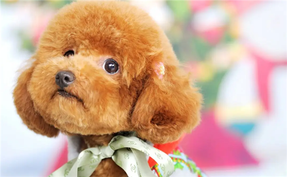 泰迪犬便血，是这些原因导致的！主人不要慌