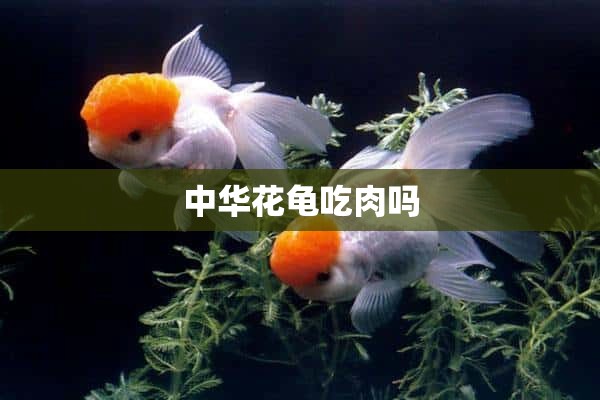 中华花龟吃肉吗