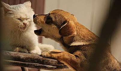猫咪与狗狗的听觉谁更灵敏，你知道吗？
