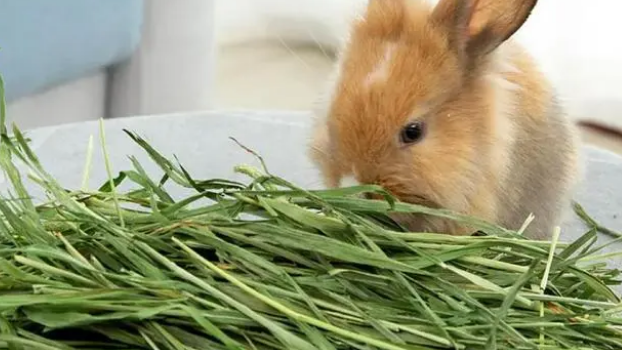 什么可以长期代替兔粮？适合兔子吃的食物有哪些？