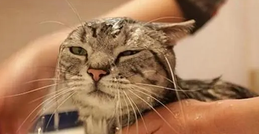 猫咪为啥抗拒洗澡？不是因为讨厌水