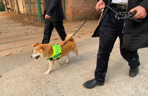消失的主人，拍卖的16万，一只网红柴犬被遗弃的半生