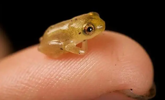 世界上最小的青蛙之一，仅有拇指盖大小