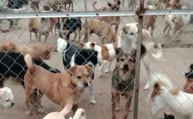 甘肃一女子收养800多只流浪狗，每天花费七八百元，已坚持11年