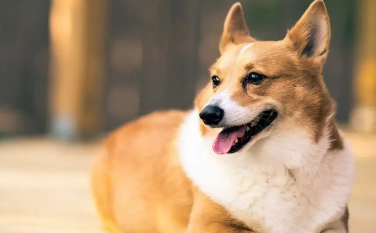 狗狗便秘拉不出来怎么办？我来告诉你答案！