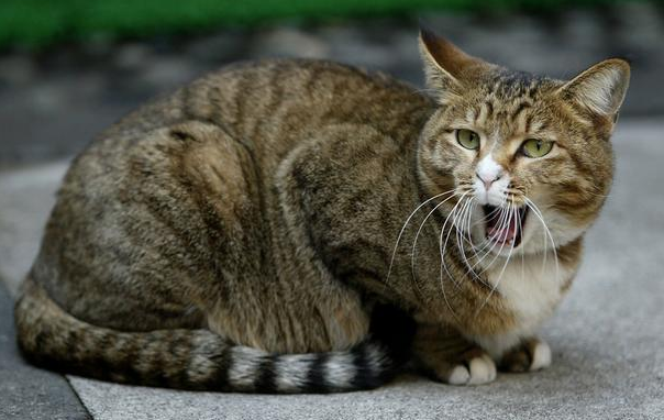 猫咪叫声拖得很长是什么意思？看完你就知道