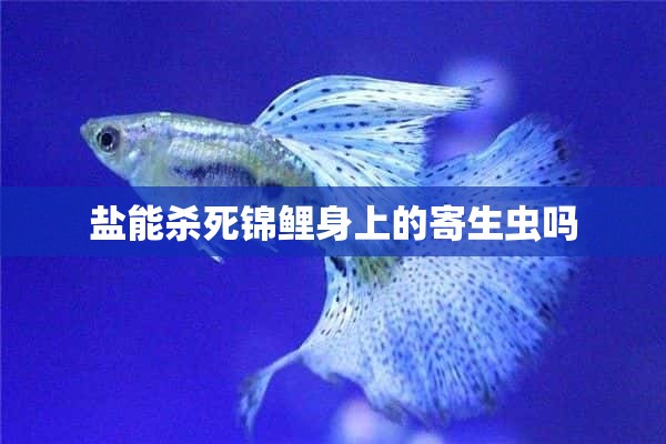 盐能杀死锦鲤身上的寄生虫吗