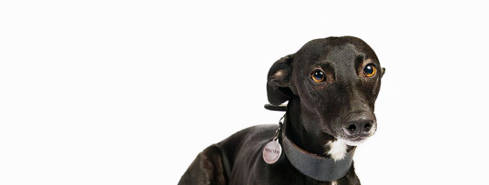 想知道马犬头上有癣怎么办？快来看看这篇文章！