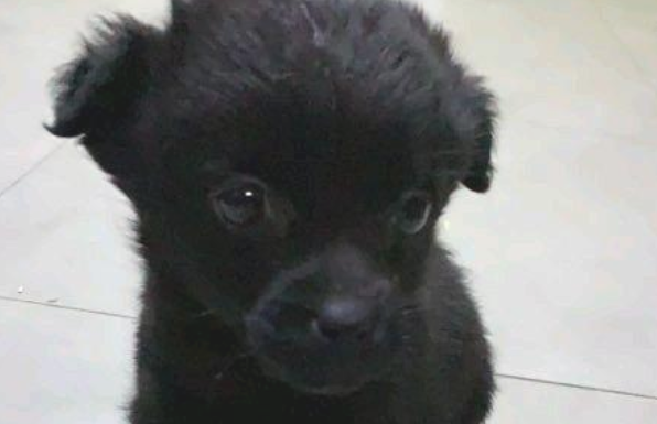 养狗后家里如何保持清洁？有经验的铲屎官教你这样做！