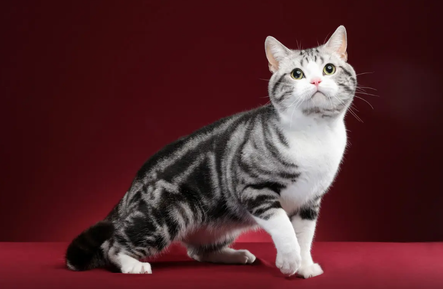 调教美国短毛猫，原来如此简单！