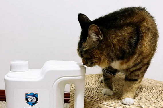 今日解答，84消毒液对猫咪有害吗？
