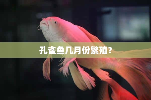 孔雀鱼几月份繁殖？