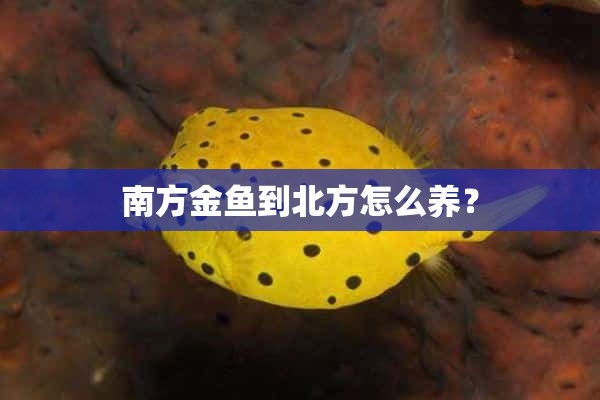 南方金鱼到北方怎么养？