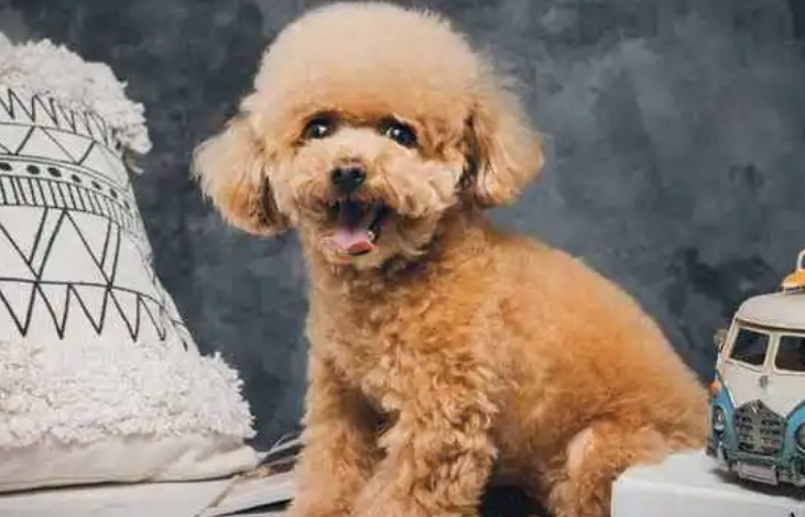 怎么看狗的年龄大小？看这里~