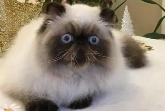 喜马拉雅猫咳嗽要送医院吗？如何解决？