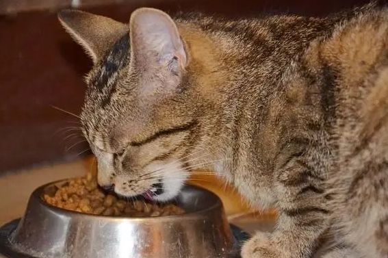 小猫一边吃东西一边叫，竟然是这个原因