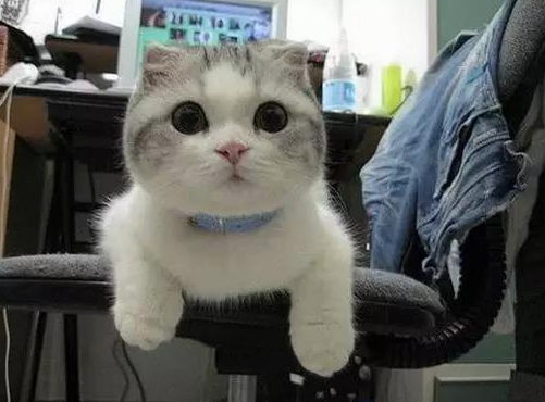 今日话题：12个星座最适合养的猫是什么？