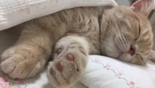 养猫不需要买猫窝，因为猫咪最爱睡觉的地方不是猫窝