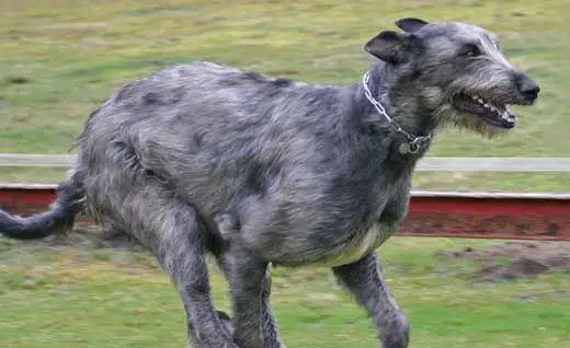 爱尔兰猎狼犬的性格如何？属于容易饲养的犬种吗？