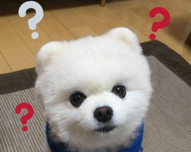 狗狗8种行为解读，秒懂狗狗的心