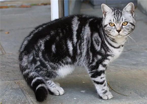 虎斑猫和狸花猫的区别，你真的知道吗？