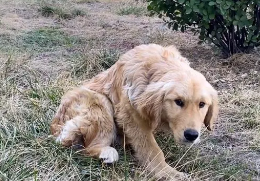 被主人打断腿的金毛犬，历经一年命运彻底改变