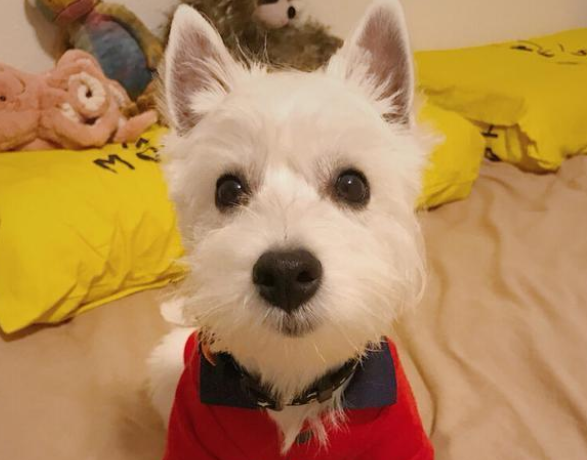 产自苏格兰的西部高地白梗，作为宠物犬好养吗？