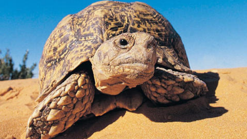 保护动物阿根廷象龟科普文，请查收！