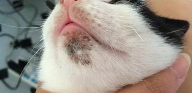 猫咪黑下巴去除小技巧有哪些？来这看看